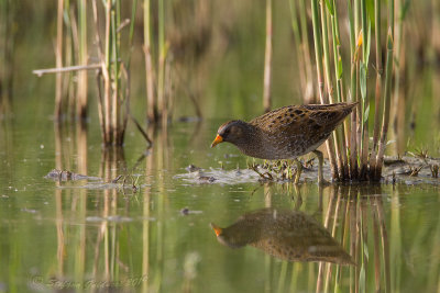 Voltolino (Porzana porzana) - Spotted Crake