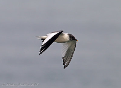 Gabbiano di Sabine (Xema sabini) - Sabine's Gull	