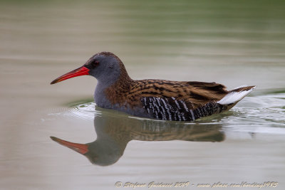 Porciglione (Rallus aquaticus) - Water Rail