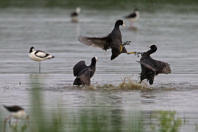 Folaga (Fulica atra) - Eurasian Coot