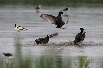 Folaga (Fulica atra) - Eurasian Coot