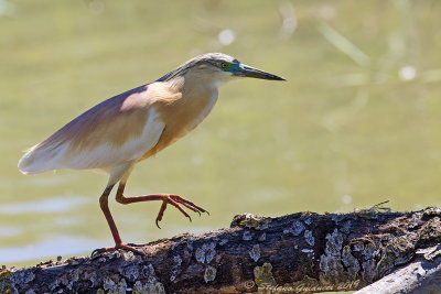 Sgarza Ciuffetto (Ardeola ralloides) - Squacco Heron