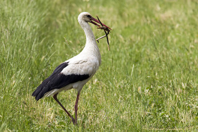 Cicogna bianca (Ciconia ciconia) - White Stork	