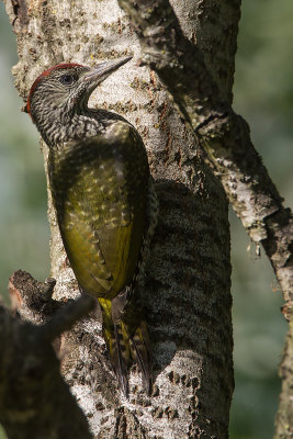 Picchio verde (Picus viridis) - Green Woodpecker
