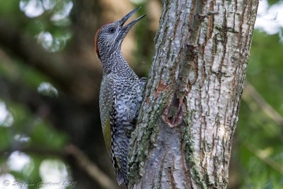 Picchio verde (Picus viridis) - Green Woodpecker