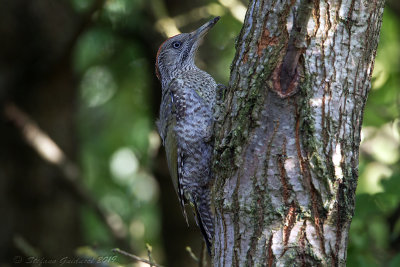 Picchio verde (Picus viridis) - Green Woodpecker