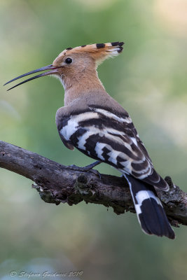 Upupa  (Upupa epops) - Hoopoe	