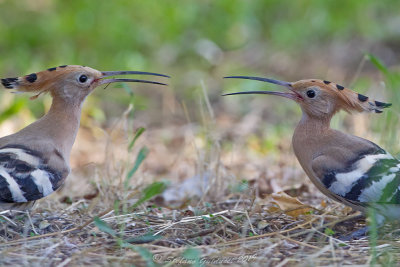 Upupa  (Upupa epops) - Hoopoe	