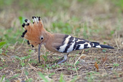 Upupa  (Upupa epops) - Hoopoe	