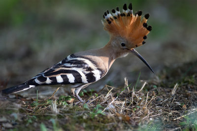 Upupa  (Upupa epops) - Hoopoe	