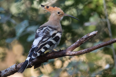 Upupa  (Upupa epops) - Hoopoe	