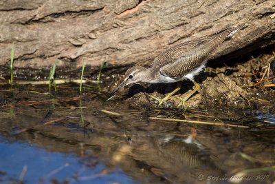 Piro piro piccolo (Actitis hypoleucos) - Common Sandpiper