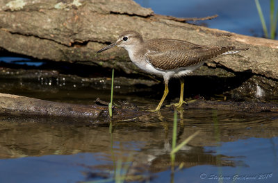 Piro piro piccolo (Actitis hypoleucos) - Common Sandpiper