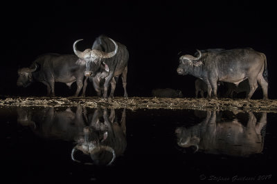 Bufalo cafro (Syncerus caffer) all'abbeverata notturna