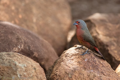 BIRDS IN ZIMANGA 2019