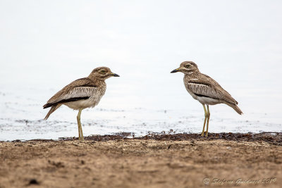 Water Thick-knee (Burhinus vermiculatus)