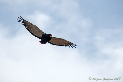 Bateleur (Terathopius ecaudatus) - Falco giocoliere