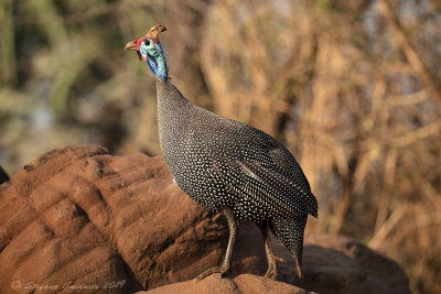 Helmeted Guineafowl (Numida meleagris)