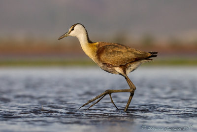 African Jacana (Actophilornis africanus) juv.