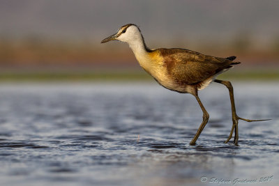 African Jacana (Actophilornis africanus) juv.