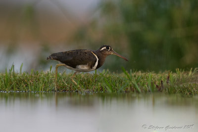 Greater painted-snipe (Rostratula benghalensis)