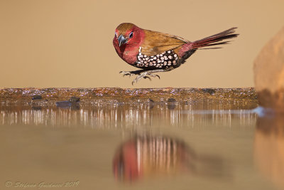 Pink-throated Twinspot  (Hypargos margaritatus)