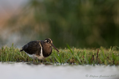 Greater painted-snipe (Rostratula benghalensis)