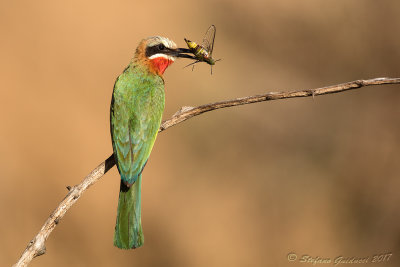 White-fronted Bee-eater (Merops bullockoides)