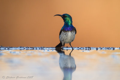 White-bellied Sunbird (Cinnyris talatala)