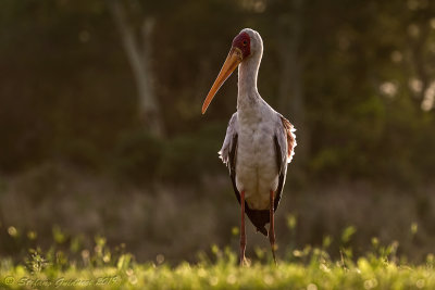 Yellow-billed Stork  (Mycteria ibis) - Tantalo