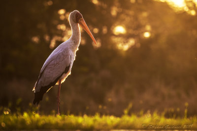 Yellow-billed Stork  (Mycteria ibis) - Tantalo