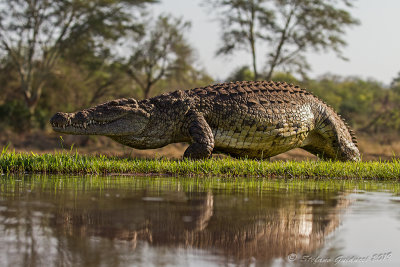 Coccodrillo del Nilo (Crocodylus niloticus)