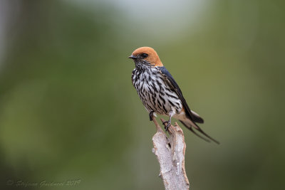 Lesser Striped Swallow (Cecropis abyssinica) - Rondine striata minore