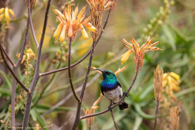 White-bellied Sunbird (Cinnyris talatala)