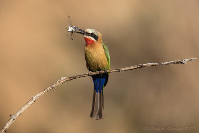 White-fronted Bee-eater (Merops bullockoides) - Gruccione frontebianca
