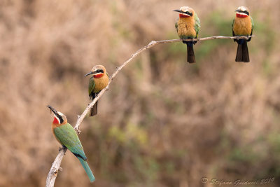 White-fronted Bee-eater (Merops bullockoides)