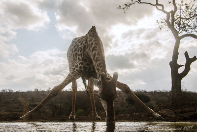 Giraffa sudafricana (Giraffa giraffa giraffa) all'abbeverata