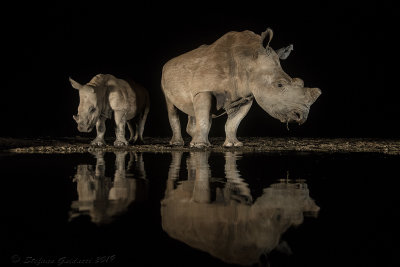 Rinoceronte bianco  (Ceratotherium simum)