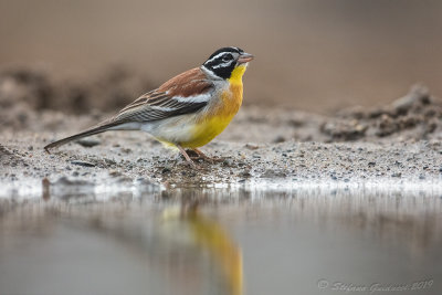 Golden-breasted Bunting (Emberiza flaviventris)