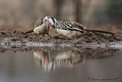 Southern Red-billed Hornbill (Tockus rufirostris) 