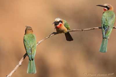 White-fronted Bee-eater (Merops bullockoides)