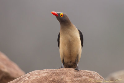 Red-billed Oxpecker (Buphagus erythrorhynchus) 