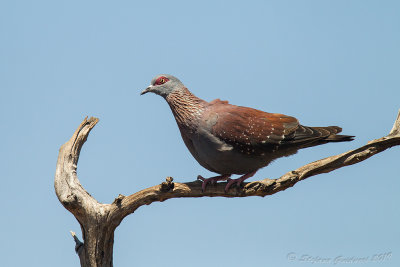 Speckled Pigeon (Columba guinea)