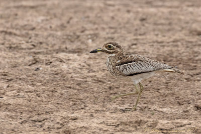 Water Thick-knee (Burhinus vermiculatus)