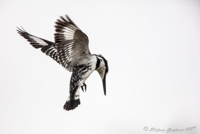 Pied Kingfisher ( Ceryle rudis)