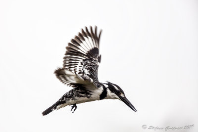 Pied Kingfisher ( Ceryle rudis)