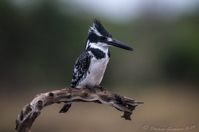 Pied Kingfisher ( Ceryle rudis)♀