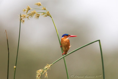 Malachite Kingfisher (Corythornis cristata)