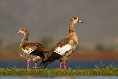 Egyptian Goose (Alopochen aegyptiaca)