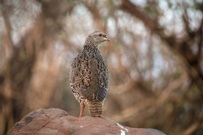 Natal spurfowl (Pternistis natalensis) juv.